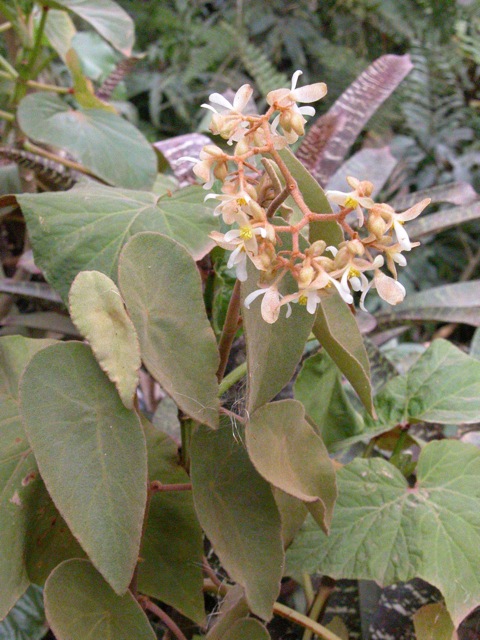 B. novalombardiensis